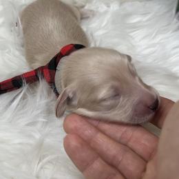 Spirit Cream boy - Cream male Dachshund puppy in Prescott, Arizona from Dachshund Family Love Breeders
