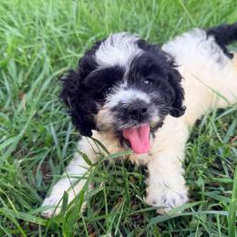 Panache with training - Black and white female Cockapoo puppy in Boonville, North Carolina from Doods & Dolls