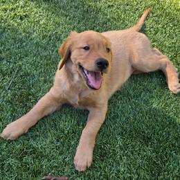 Green Collar - Golden female Golden Retriever puppy in El Dorado Hills, California from Asperheim Golden Retriever Puppies