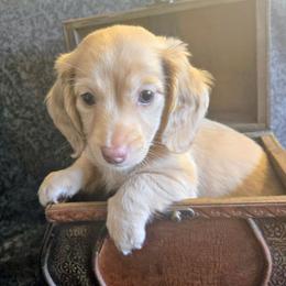 Buckwheat - Cream male Dachshund puppy in Chewelah, Washington from The Love of Dachshunds