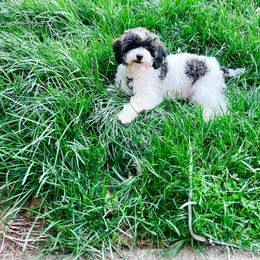 Jazzy - Poodle