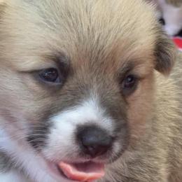 Pembroke Welsh Corgis from Natasha’s Corgis