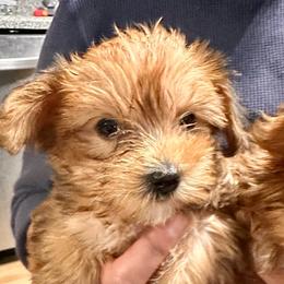 Ginger - Chocolate and tan female Yorkshire Terrier puppy in Winder, Georgia from Empire Yorkies