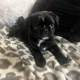 Mister Frodo - Black male Pug puppy in Onalaska, Washington from Cupid’s Pugs