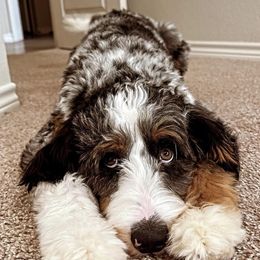 Assorted Doodle Crosses, Bernedoodle, and Goldendoodle All Grown Up from Texas Doodle Dandies