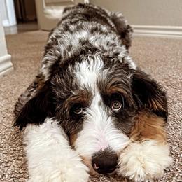 Assorted Doodle Crosses, Bernedoodle, and Goldendoodle All Grown Up from Texas Doodle Dandies