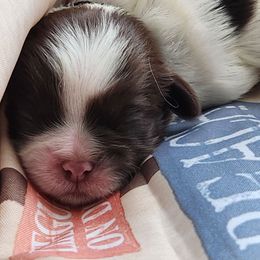 Black collar - Liver and white Shih Tzu puppy in New Bern, North Carolina from Kuddly Creatures