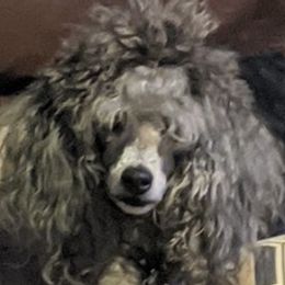Dachshunds and Poodles from BW Poodles and Dachshunds