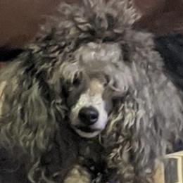 Dachshunds and Poodles from BW Poodles and Dachshunds