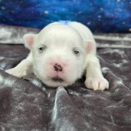 Apollo - White male Maltese puppy in Neosho, Missouri from Cooley's Cuddle Pups