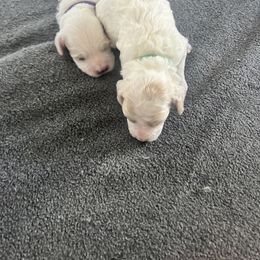 Cockapoo Puppies from Brevard County Cockapoos