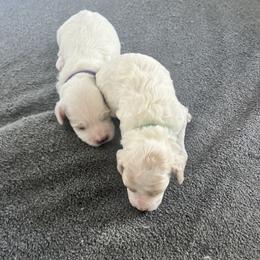Cockapoo Puppies from Brevard County Cockapoos