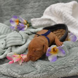 Mr Dark Blue - Golden rust male Vizsla puppy in Lexington, Kentucky from Summit Vizsla (we can deliver to you)