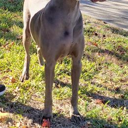 Weimaraner All Grown Up from Desert Rose Weimaraners