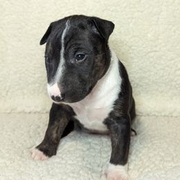 Miniature Bull Terriers from Barton's Miniature Bull Terrier