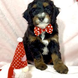 Rudolph - Tri-color male Bernedoodle puppy in Pueblo, Colorado from Doodles of the Rockies