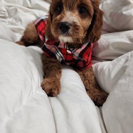 Cavapoo, Maltipoo, and Poodle Puppies from Mount Baker Poodle and Doodles