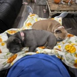 French Bulldog Puppies from Lovey’s Frenchies’s