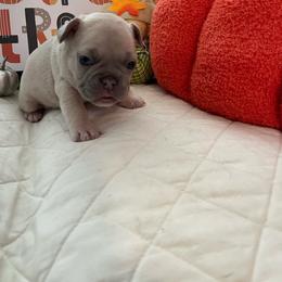 Gray collar - French Bulldog puppy from West Tennesse Frenchies