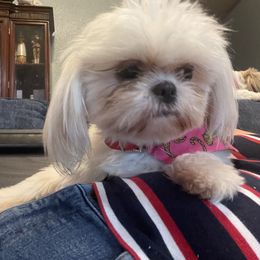 Esme - Shih Tzu