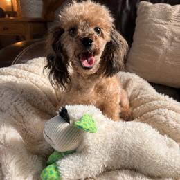 Dolly - Poodle