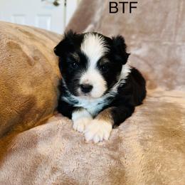 Miniature Australian Shepherd puppies from Williams Shepherds