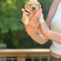 Boy 2 - Apricot male Goldendoodle puppy in Gig Harbor, Washington from Sandy’s Goldendoodles