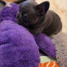 Girl 3 - Blue female French Bulldog puppy in Crane, Missouri from James River French Bulldogs