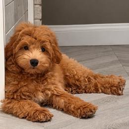 Wake - Red male Aussiedoodle puppy in North Royalton, Ohio from Johnson's Doodles