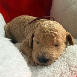 Chuckie - maroon collar - Red  male Goldendoodle puppy in Puyallup, Washington from Dawnie’s Doodles