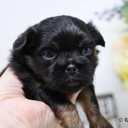 Lydia - Black female Mi-Ki puppy in Elizabeth, Colorado from Royal T Mi-Kis