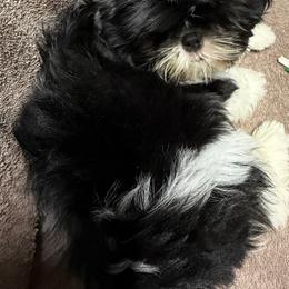 Duke - Black and white male Shih Tzu puppy in North Port, Florida from MarQue Shih Tzus