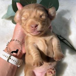 Chocolate Cream Dapple - Dapple female Dachshund puppy in Nampa, Idaho from Long_and_Low_Dachshunds