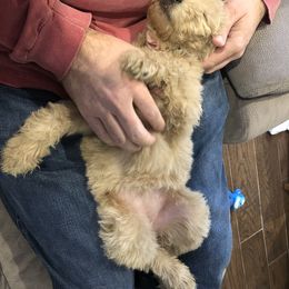 Goldendoodle Puppies from Dapper Doodles of Tennessee