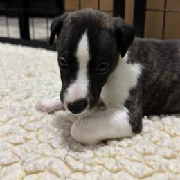 Boy 2 - Red brindle male Whippet puppy in Winter Garden, Florida from Infinity Whippets