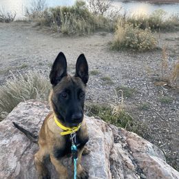 Belgian Malinois Puppies from Grand Prix Kennel