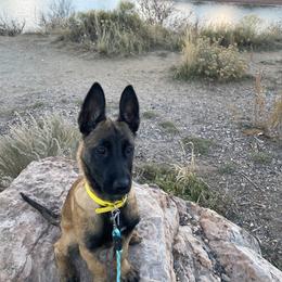Belgian Malinois Puppies from Grand Prix Kennel