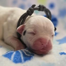 Rolo (White, Ear Patch) - White male American Bulldog puppy in Three Rivers, Michigan from Jemms Kennels