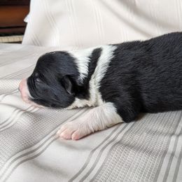 Border Collie Puppies from Sarah M Kwilinski