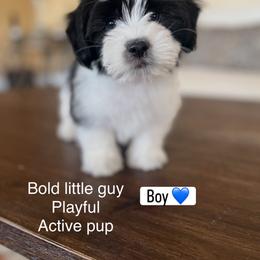 Frankie - Black and white male Companion Cross puppy in Lodi, California from V & V Kennels
