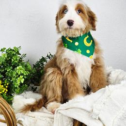 Cedar - male Australian Mountain Doodle puppy in Grand Rapids, Michigan from The Kindred K9
