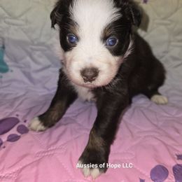 Poppy - Red tri-color female Australian Shepherd puppy in Lakeland, Florida from Aussies of Hope LLC