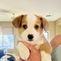 Pembroke Welsh Corgi Puppies from Anthem AZ Corgis