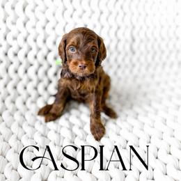 Caspian - Phantom male Goldendoodle puppy in Springville, Utah from Happy Doodle