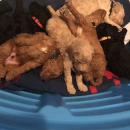Aussiedoodle, Bernedoodle, and Poodle Puppies from Megan’s Spoiled Standards