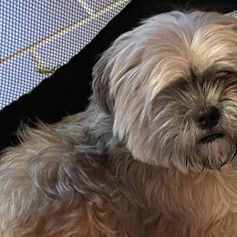 Shih Tzus from Angie's Shih Tzu Pups