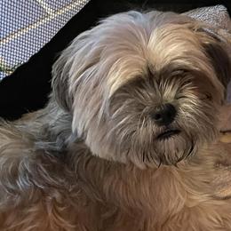 Shih Tzus from Angie's Shih Tzu Pups