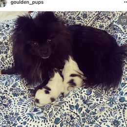 Rosey posey - Pomeranian