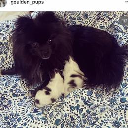 Rosey posey - Pomeranian