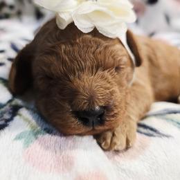 Ava - Red female Cavapoo puppy in Truckee, California from Heavenly Goldendoodles